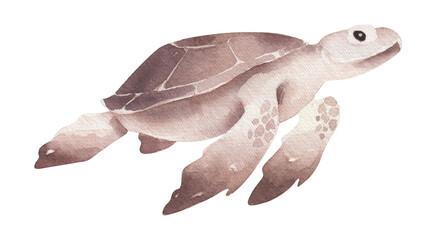 Watercolor turtle isolated. Sea animal illustration.