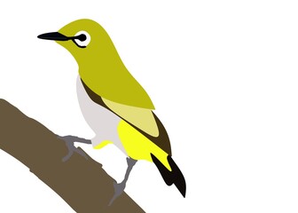 toucan on a branch