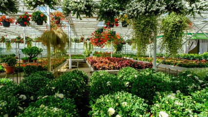 Flowers in a modern greenhouse. Greenhouses for growing flowers. Floriculture industry