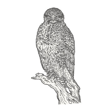 Predatory bird sitting on a log. Hand drawn with pen and ink outlines. Sketch of bird in vintage style. Vector illustration isolated on white background.