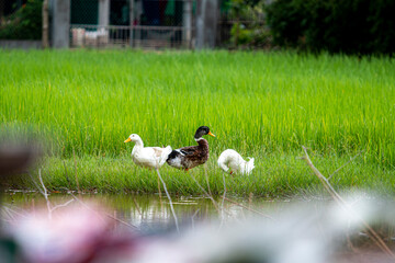 Duck resting on the edge of the a pond surrounded by greed rice field