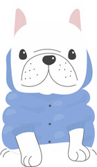 cute french bulldog puppy in winter sweater costume fashion
