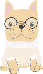 cute french bulldog puppy in winter sweater costume fashion