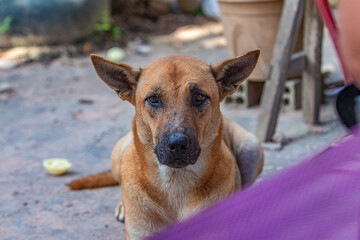 A generic dog in a village in a country side