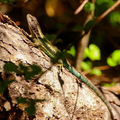 lagartija (liolaemus pictus- macho) verde posada en tronco café 