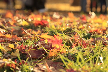 公園の落ち葉
