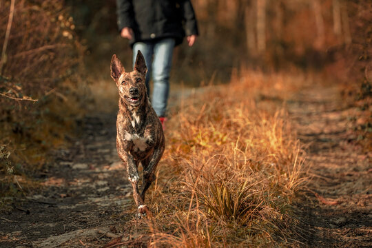 Paseo con perro, por sendero en oto&ntilde;o