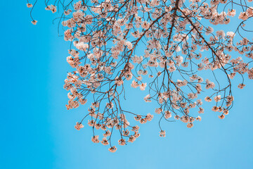 푸른 하늘 벚꽃 나무