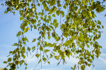Birch branches developing in the fresh autumn wind and clear blue sky