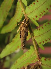 Chrysalis of a moth on a fern plant