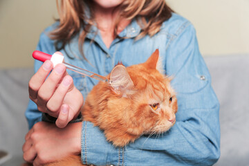 Veterinarian put drops into eyes, ears, nose of cat. Face of a cat, hands and a drop of medicine are depicted. Diseases of cats and their treatment.