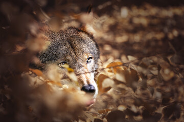 Wolf versteckt sich im Gebüsch