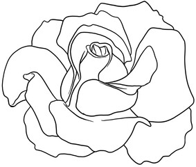 rose hand drawn illustration