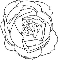 rose hand drawn illustration