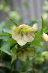 Closeup of a delicate Hellebore flower