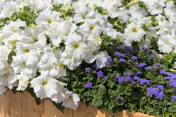 Snow-white petunia flowers and small blue ageratum flowers in a wooden pot.