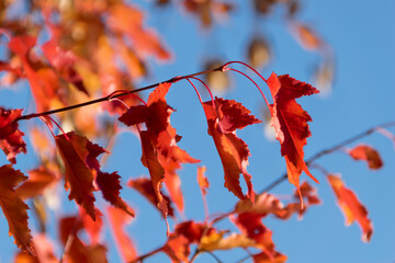 Bright red-blue spots of autumn. Carved maple leaves in orange-red color