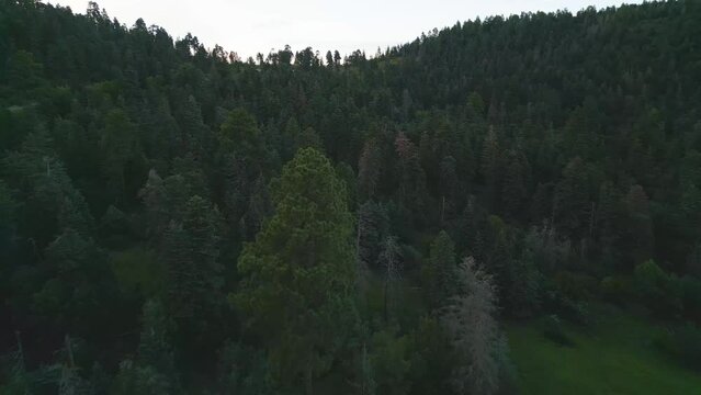 Flying Above Conifer Forest and Landscape of Sandia Mountain Range, New Mexico USA