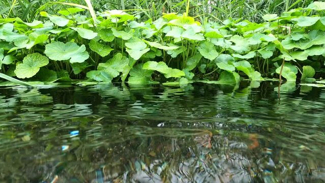 川に自生する水草
