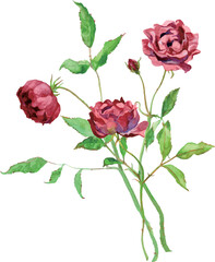 An illustration of some red roses