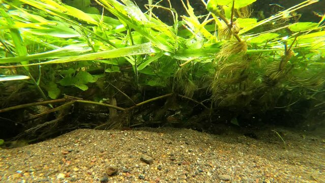 川に自生する水草の根っこ
