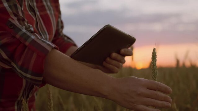 Farmer working on tablet in wheat field at sunset. 