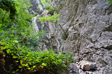 Obraz premium Rocce e vegetazione lungo il sentiero da Pieia all'arco di fondarca nelle marche