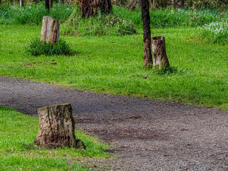 Three Stumps