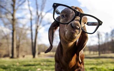 Tuinposter goat got swag funny photo © Masum