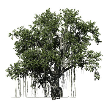 Banyan Tree – Front View