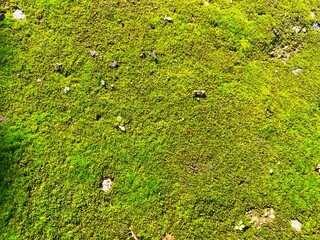 Sun rays on a moss background. Texture of  moss. Moss growing near the tree. The ground covered with green moss in the forest.