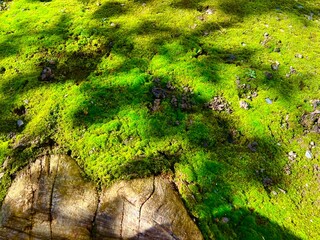 Sun rays on a moss background. Texture of  moss. Moss growing near the tree. The ground covered with green moss in the forest.