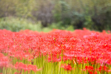 燃えるような赤色の彼岸花の群生