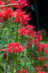 燃えるような赤色の彼岸花の群生