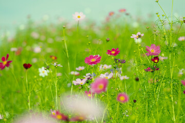 秋を彩るカラフルなコスモスたち