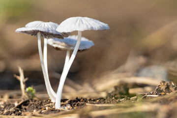 地面に現れたヒメヒガサヒトヨタケ