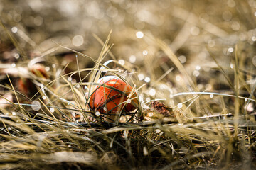 muchomor czerwony, grzyb w lesie, fajne tło lub fototapeta, kolory jesieni w Polsce