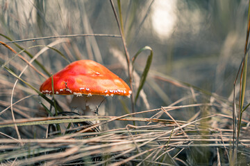 muchomor czerwony, grzyb w lesie, fajne tło lub fototapeta, kolory jesieni w Polsce