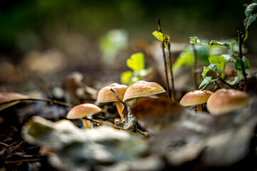 grzyb w lesie jesienią, las mieszany, tło monitora i fototapeta, kolory jesieni