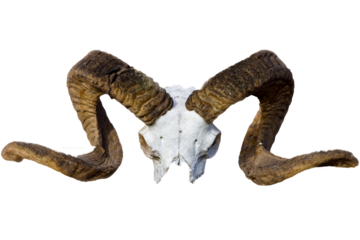 The skull of a ram