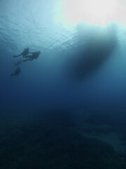 Fototapeta na wymiar dead grouper fish around a shipwreck underwater harm