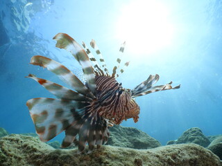 lion fish underwater lionfish underwater mediterranean sea sun beams and rays background