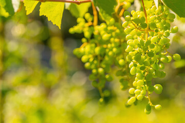 Young grapes on vine at vineyard before harvesting. Copy space for text.