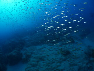 Fototapeta na wymiar silverside fish school underwater scenery of mediterranean rocks and reef deep blue clean water