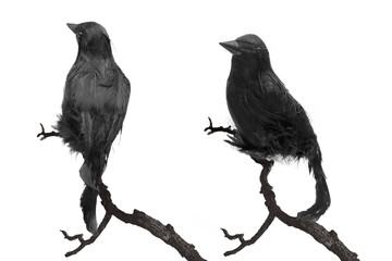 Fototapeta premium Crows