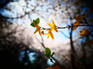 The state of the bright yellow forsythia: the beginning of the season
