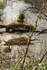 静岡県　柿田川