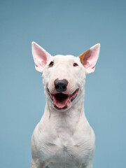 happy bull terrier on a blue background. cute dog studio, for design. - obrazy, fototapety, plakaty