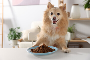 Cute Pomeranian spitz at table with dry dog food indoors