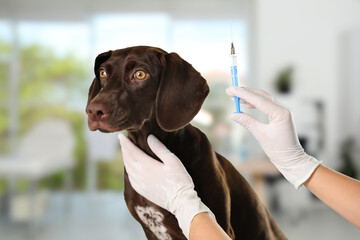 Professional veterinarian vaccinating dog in clinic, closeup